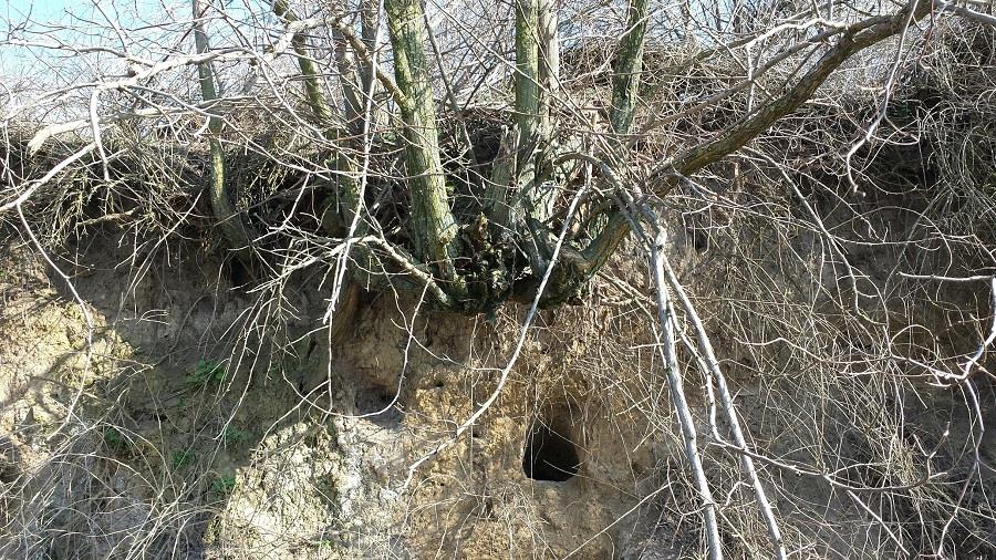 BALTA SULIMANU - MARTIE 2014 - sulimanu-stand-peste.jpg